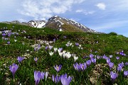 24 Crocus primaverili (Crocus albiflorus) con vista in Arera